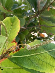 Terminalia catappa