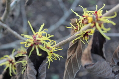 Hamamelis mollis