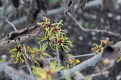 Hamamelis mollis
