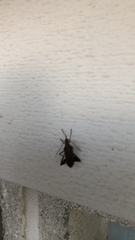 Leptoglossus oppositus