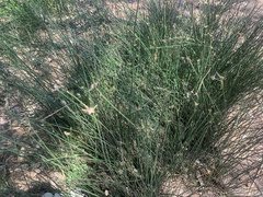 Cyperus gymnocaulos