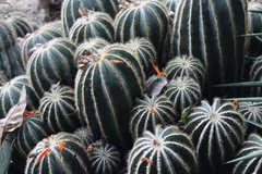 Parodia magnifica