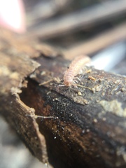 Polydesmus