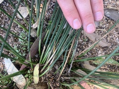 Cyperus gymnocaulos