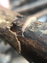 Polydesmus