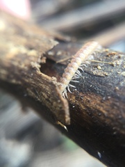 Polydesmus
