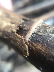 Polydesmus