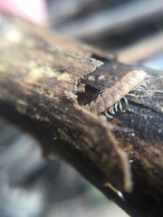 Polydesmus