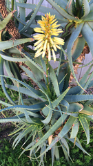 Aloe arborescens