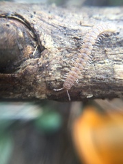 Polydesmus