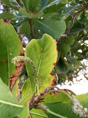 Terminalia catappa