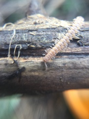 Polydesmus