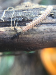 Polydesmus