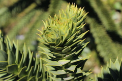 Araucaria araucana