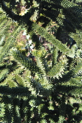 Araucaria araucana
