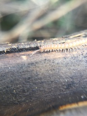 Polydesmus
