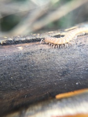 Polydesmus