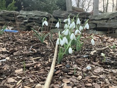 Galanthus