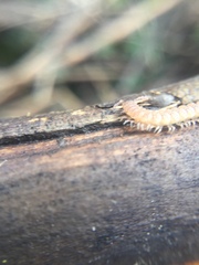 Polydesmus