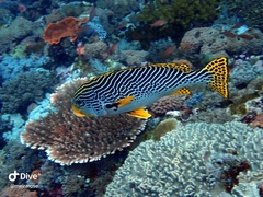 Plectorhinchus lineatus