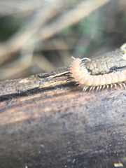 Polydesmus