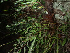 Crocanthemum bicknellii