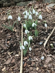 Galanthus