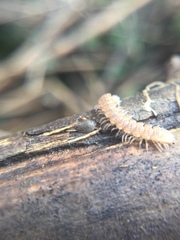 Polydesmus