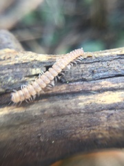 Polydesmus