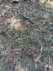 Philodryas chamissonis