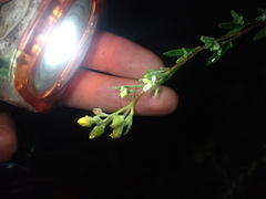 Crocanthemum bicknellii