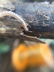 Polydesmus