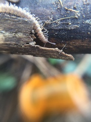Polydesmus