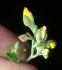 Crocanthemum bicknellii