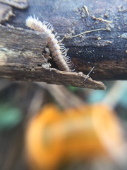 Polydesmus