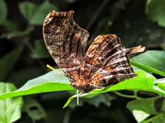 Consul fabius cecrops