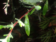 Crocanthemum bicknellii