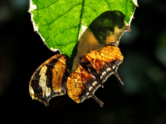 Consul fabius cecrops