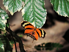 Consul fabius cecrops