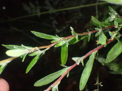 Crocanthemum bicknellii