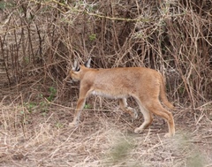 Caracal caracal