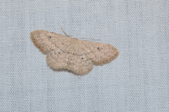 Idaea ptyonopoda