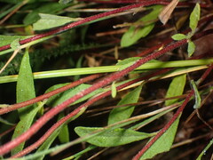 Crocanthemum bicknellii