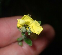 Crocanthemum bicknellii