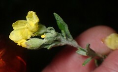 Crocanthemum bicknellii
