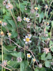 Tridax procumbens