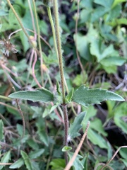 Tridax procumbens