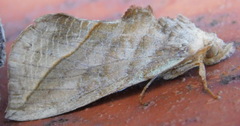 Calyptra thalictri