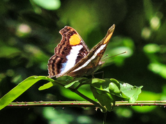 Doxocopa laure laure