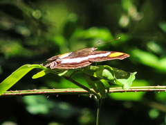 Doxocopa laure laure